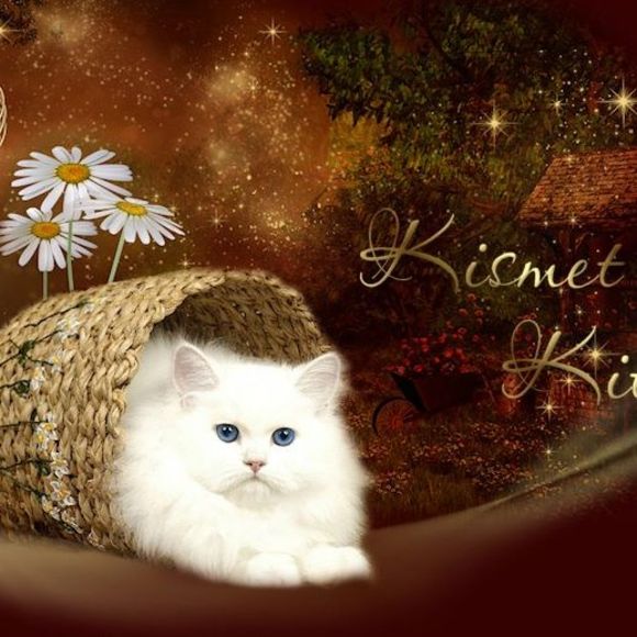 kismetkittens